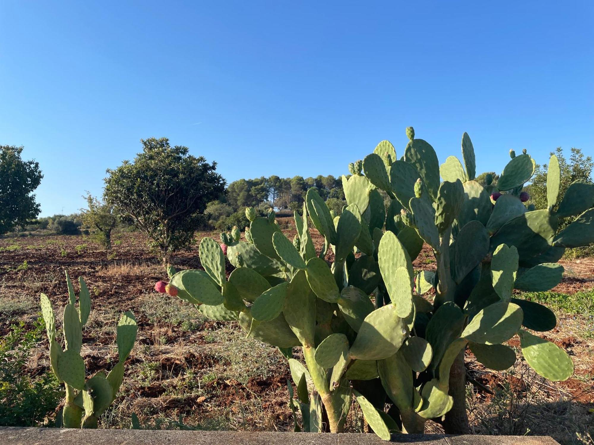 Trulli Del Sole Βίλα Μαρτίνα Φράνκα Εξωτερικό φωτογραφία