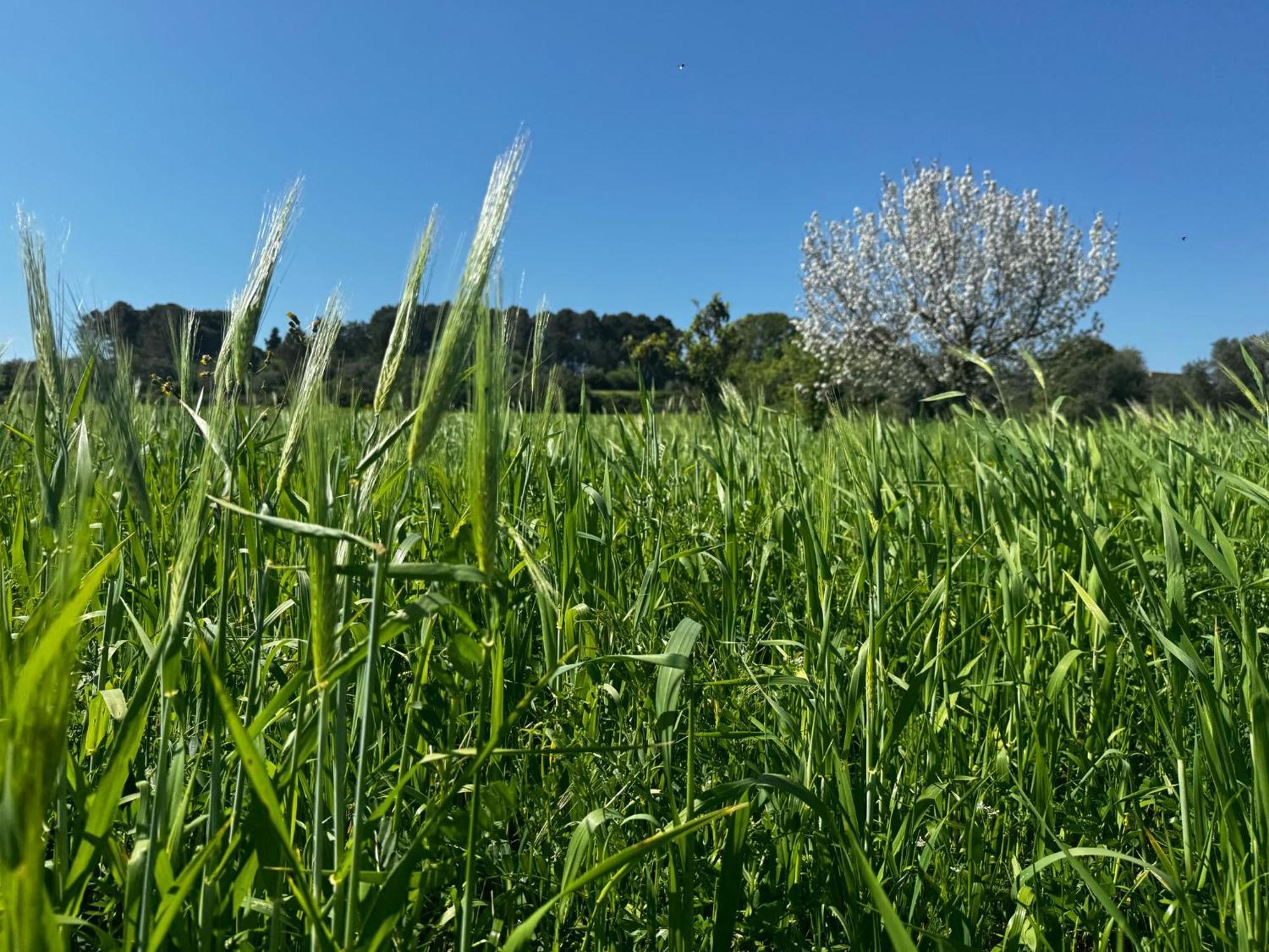 Trulli Del Sole Βίλα Μαρτίνα Φράνκα Εξωτερικό φωτογραφία