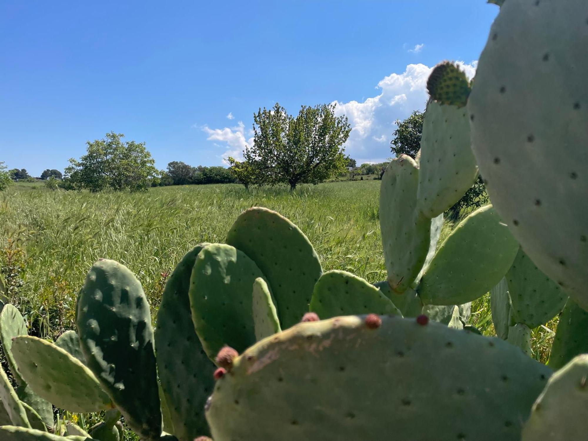 Trulli Del Sole Βίλα Μαρτίνα Φράνκα Εξωτερικό φωτογραφία